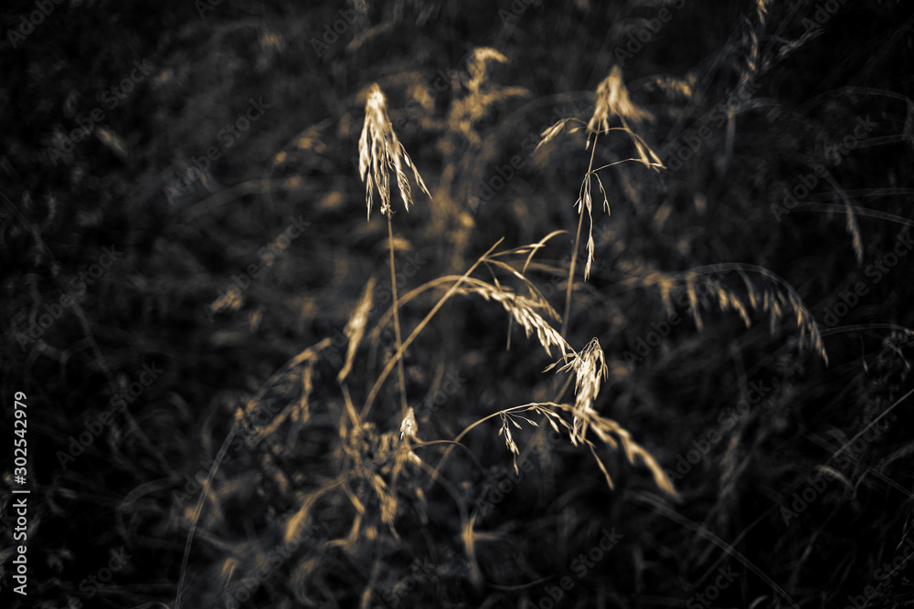Blade of grass in the field. Blur Blade of grass in the field. Blur