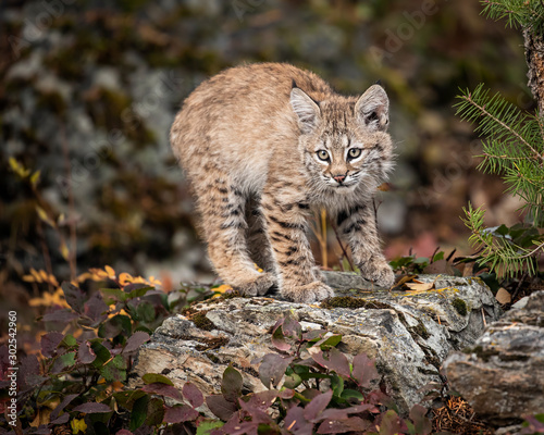 Bobcat Kitten Oakley © Carol