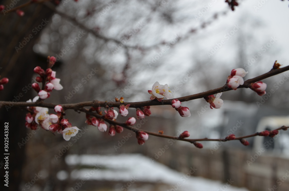 flowering apricot tree in early spring flowering apricot tree in early spring