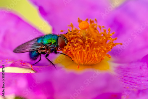 Macro shot of a fly  © blackdiamond67