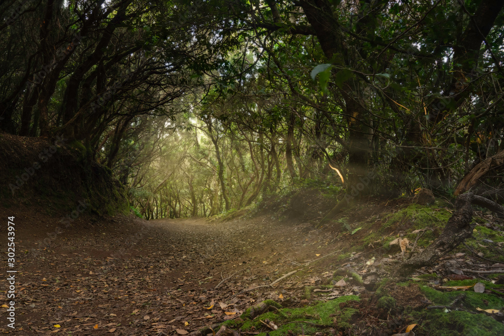 Obraz premium Path of a mysterious forest. In the background the first rays of the morning come out.