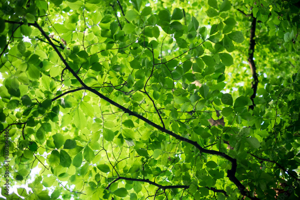 Deep in the green forest during summer in Brighton, UK. Green leaves fill every space. Deep in the green forest during summer in Brighton, UK. Green leaves fill every space.