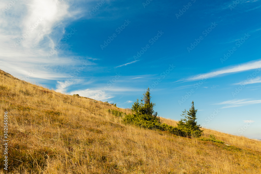 highland mountain open area country  space scenic landscape windy environment with two small pine trees and vivid blue sky white clouds background natural wallpaper outdoor photography