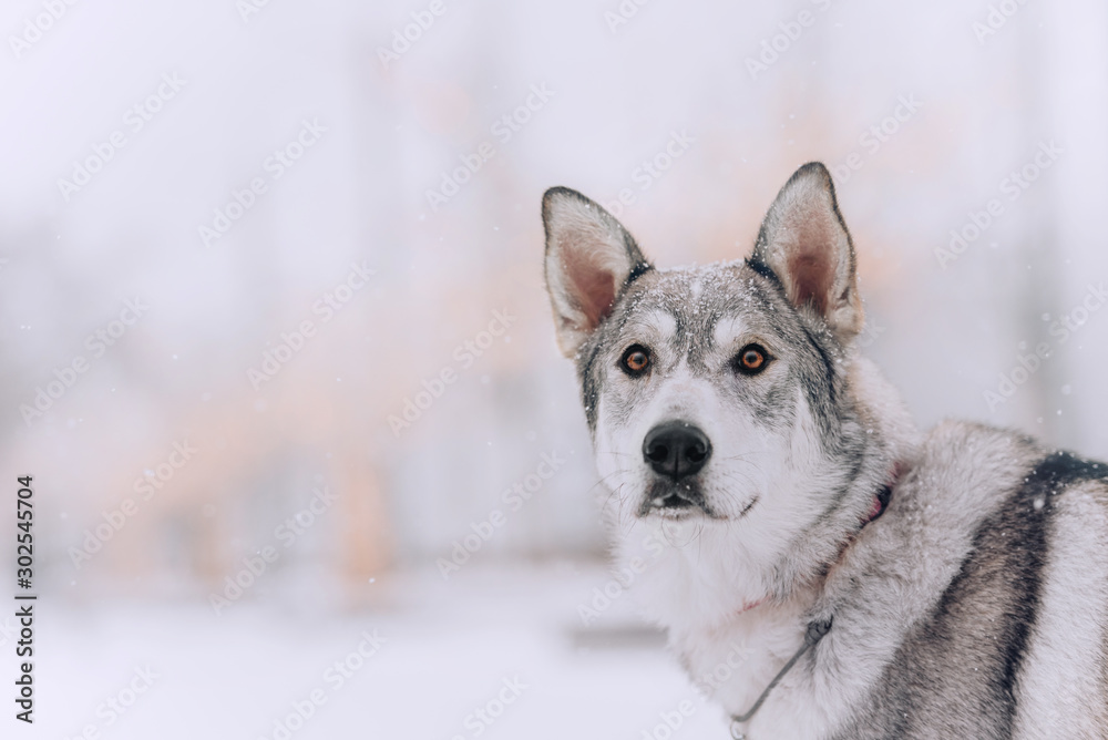 beautiful grey mixed breed dog portrait outdoors in winter