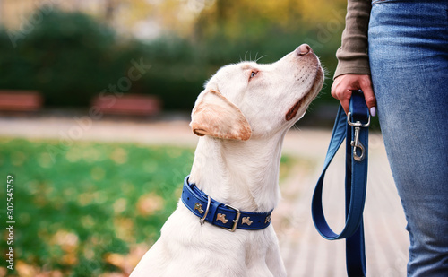 Friendship between human and dog. Pets and animals concept