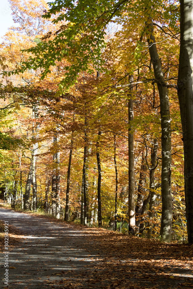 Obraz premium Fall trees in a park