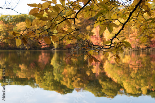 Tree branches over a lake during the Fall season. 