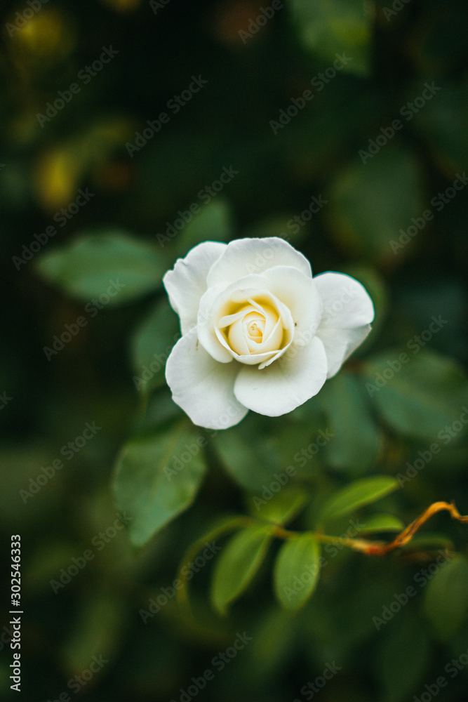 beautiful white rose flowers beautiful white rose flowers