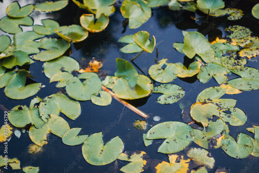 water lily, beautiful flower, green flower on the water water lily, beautiful flower, green flower on the water