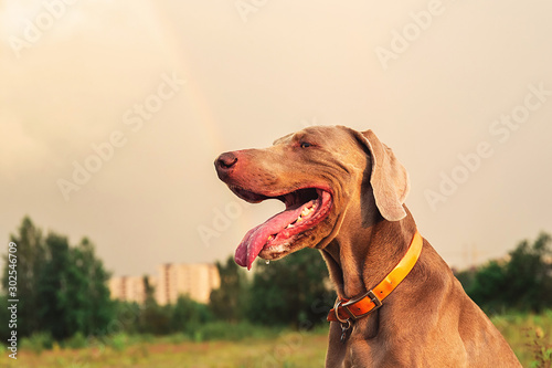 Purebred Weimaraner hound resting on meadow in the evening