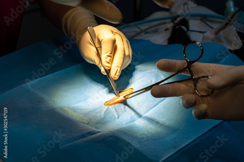 Surgical incision with tweezers of a cat's abdomen photo