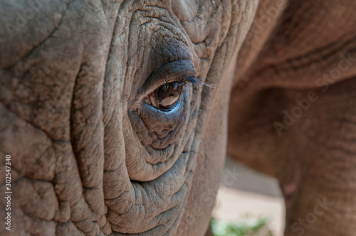 Close up of white rhinoceros eye © Peter Maszlen