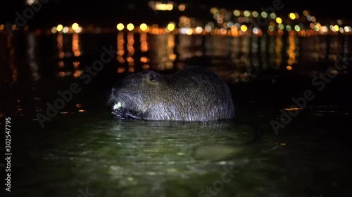 Nutria And Apple. Funny ugly nutria, Myocastor coypus, big rodent, standing water holding in hands apple and eating. nutria eats a red apple at night in the lake lago di garlate Lecco city in italy photo