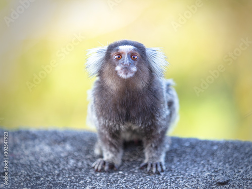 Photography Marmoset monkey from the front on green background