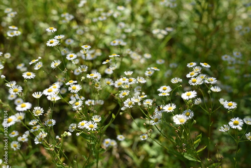 White chamomile flowers on green meadow