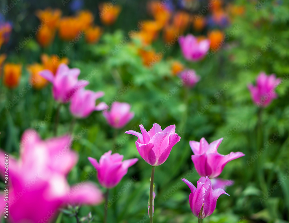 Blooming pink tulip in a garden, photographed with a selective focus and a shallow depth of field, blurred background