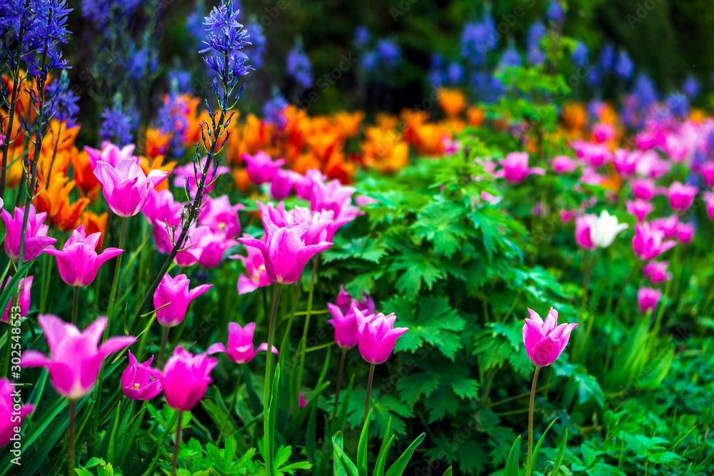 Blooming pink tulip in a garden, photographed with a selective focus and a shallow depth of field, blurred background