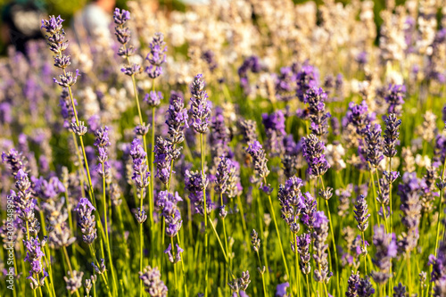 Flowering violet lavender in park