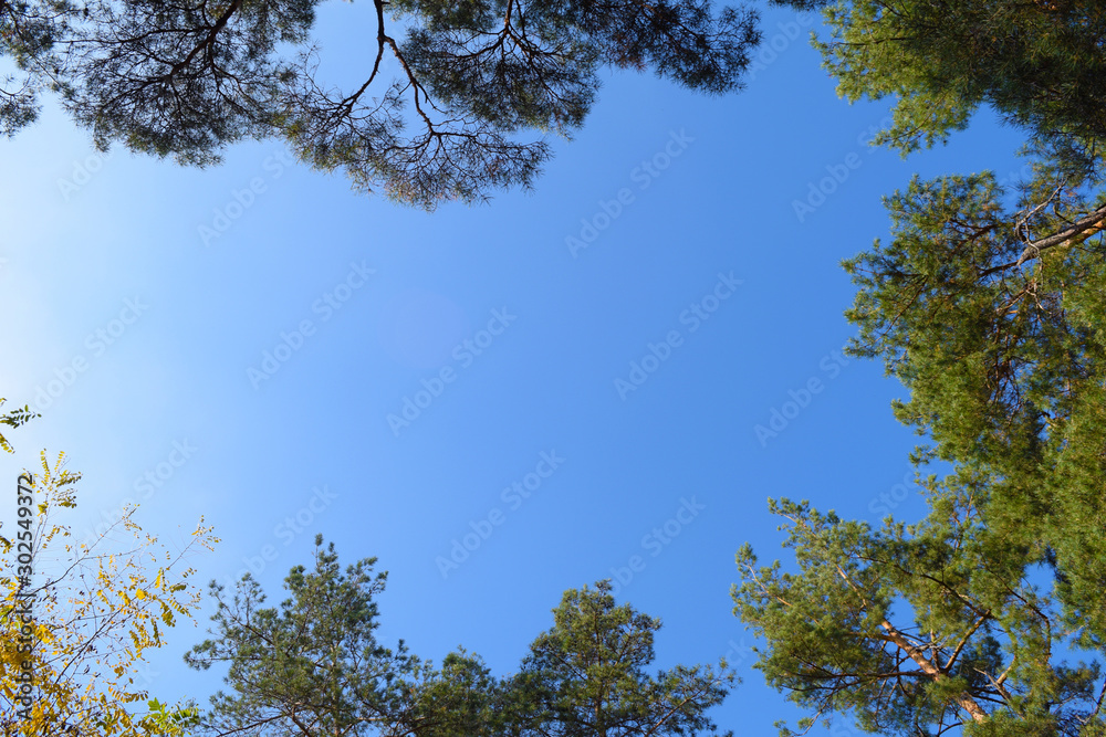 View from below through the trees against the blue sky.