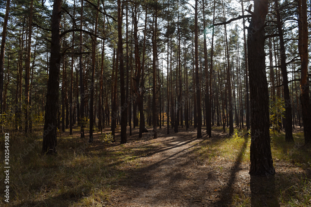 Beautiful dark fairy pine forest. A lot of trees.