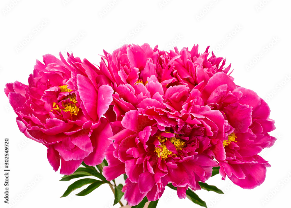 Bouquet of pink peony flower (Paeonia lactiflora) isolated on a white background