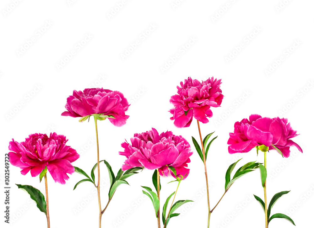 Pink peony flowers (Paeonia lactiflora) isolated on a white background. Pink peony flowers (Paeonia lactiflora) isolated on a white background.