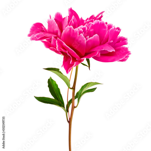 Fototapeta Naklejka Na Ścianę i Meble -  Pink peony flower (Paeonia lactiflora) isolated on a white background