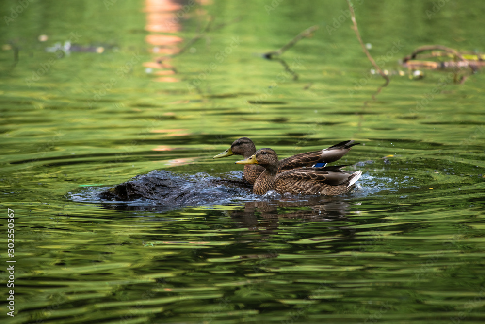 Duck mallard fly autumn nature action life wild Duck mallard fly autumn nature action life wild