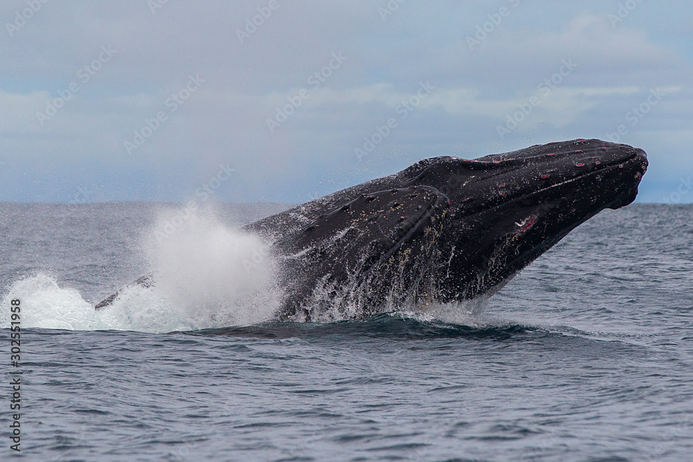 Obraz premium Yubarta or humpback whales (Megaptera novaeangliae) jump out of the water off the coast of Colombia