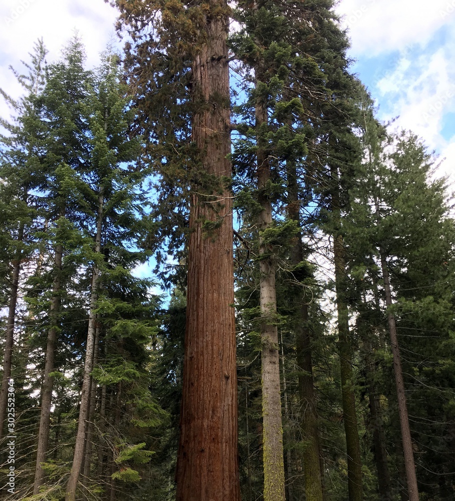Fototapeta premium Rising mighty sequoia tree trunks