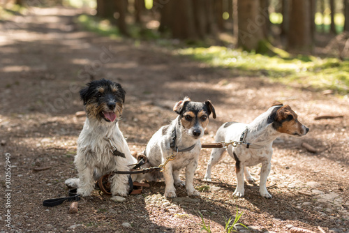 Photography Cute small obedient Jack Russell Terrier dogs in the forest on a path
