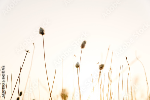Sprigs of dried plants in summer, nature background.