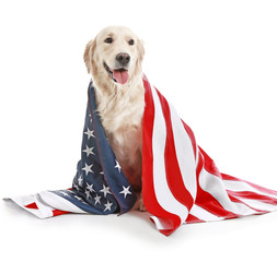Cute golden retriever dog with USA flag on white background. Memorial Day celebration