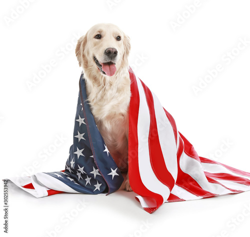 Cute golden retriever dog with USA flag on white background. Memorial Day celebration photo