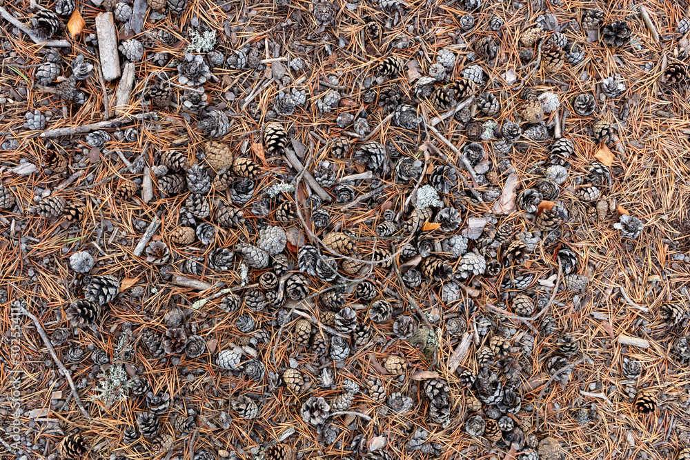 Pattern of a pine tree forest ground with cones, fir needles and twigs