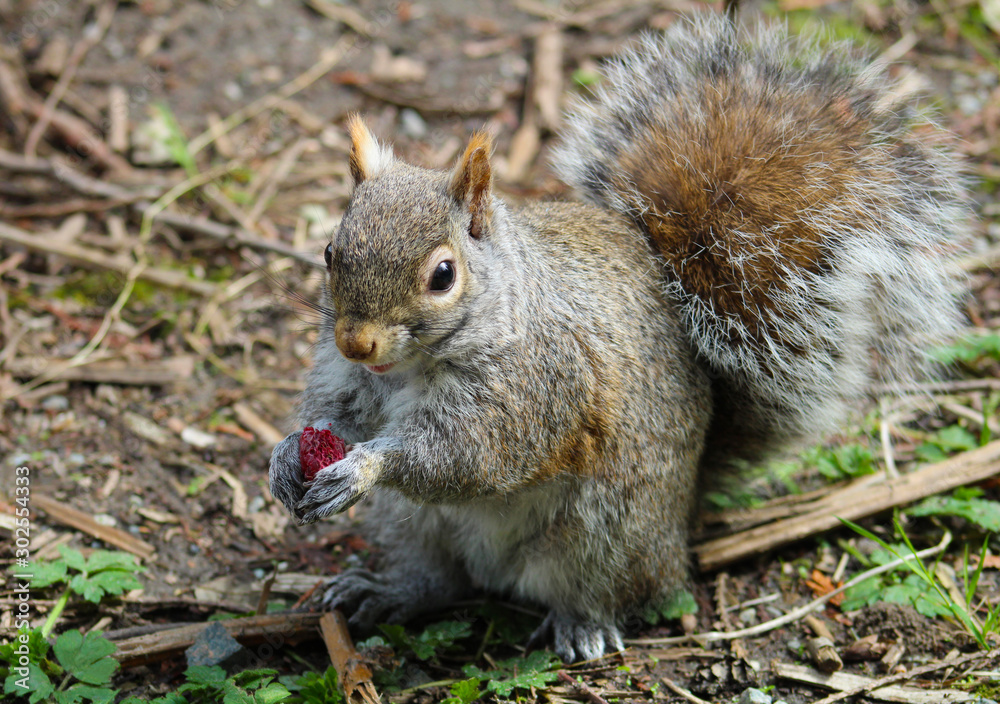 Little squirrel eating a raspberry