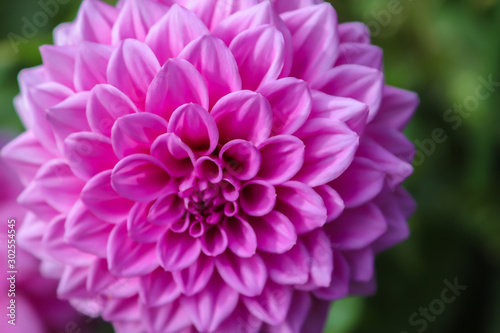 Close-up of a colourful pink flower in the garden