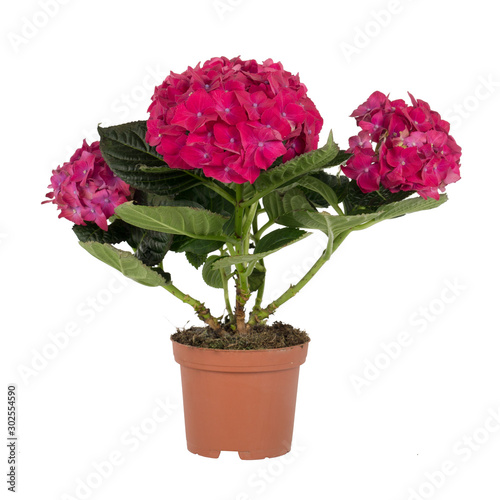 items on perfect white background