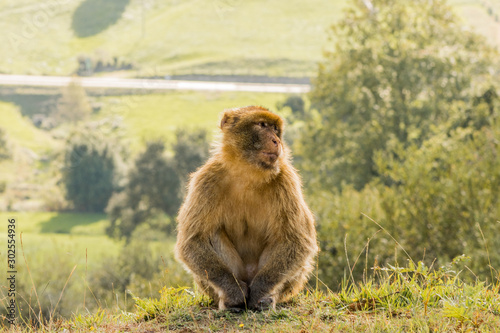 Gibraltar monkey enjoying its territory