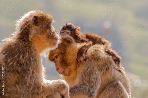 Gibraltar monkey enjoying its territory photo
