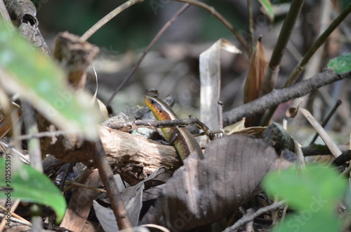 skink lizard in leaves 