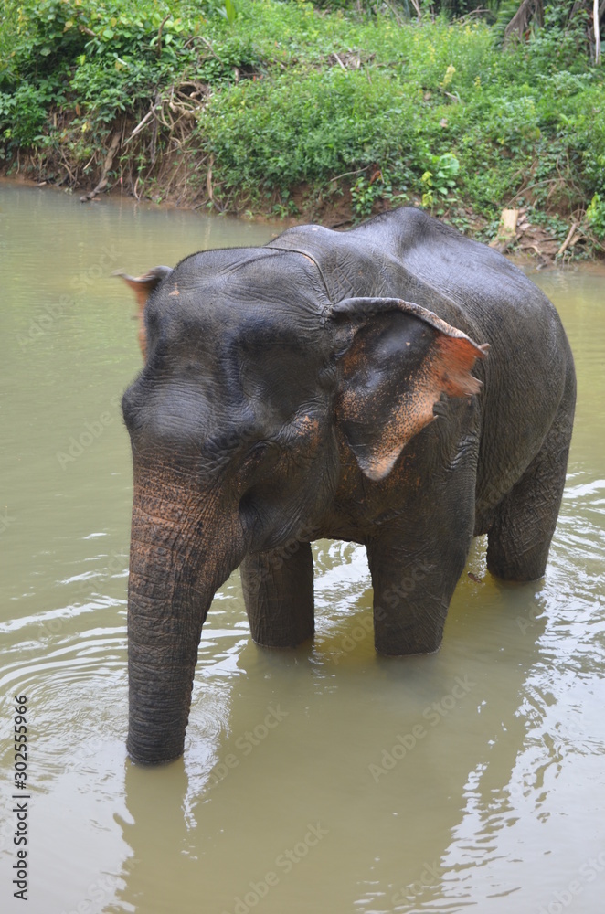 Indian elephant in a lake 