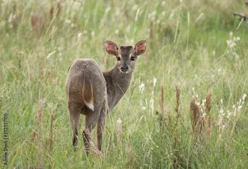Male of gray Brocket on a grassland, Iberá, Argentina