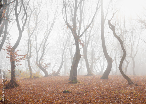 Hoia Baciu Forest in a autumn foggy day- World’s Most Haunted Forest with a reputation for many intense paranormal activity and unexplained events. Cluj-Napoca, Transylvania, Romania