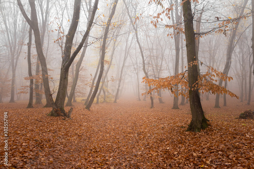 Hoia Baciu Forest in a autumn foggy day- World’s Most Haunted Forest with a reputation for many intense paranormal activity and unexplained events. Cluj-Napoca, Transylvania, Romania
