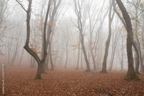 Hoia Baciu Forest in a autumn foggy day- World’s Most Haunted Forest with a reputation for many intense paranormal activity and unexplained events. Cluj-Napoca, Transylvania, Romania photo