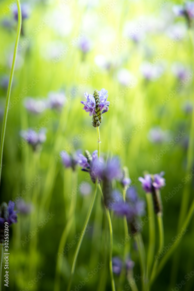 The background image of the colorful flowers The background image of the colorful flowers