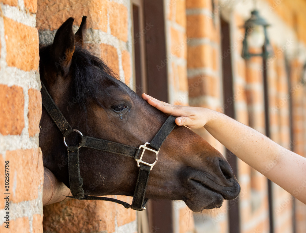 Fototapeta premium horses in a stable in Colombia