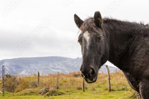 wild horses grazing in a green meadow