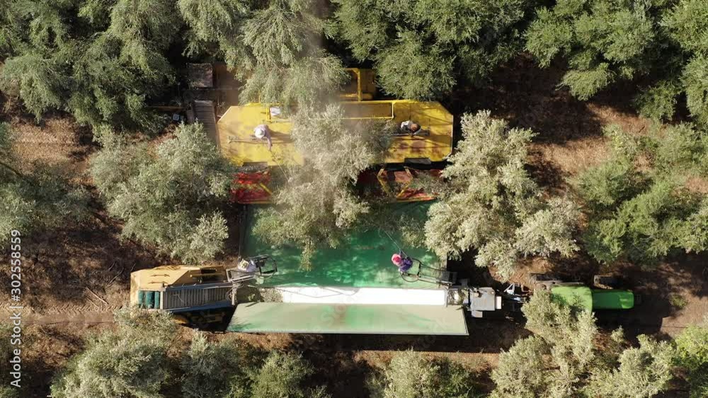 Tree Beating Method Olive Tree Shaker Harvester operation supported by four Pole beating ...